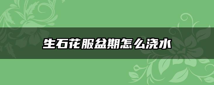 生石花服盆期怎么浇水