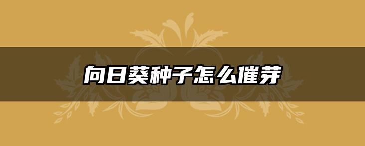 向日葵种子怎么催芽