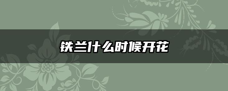 铁兰什么时候开花