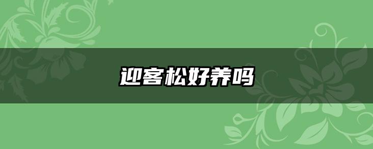 迎客松好养吗