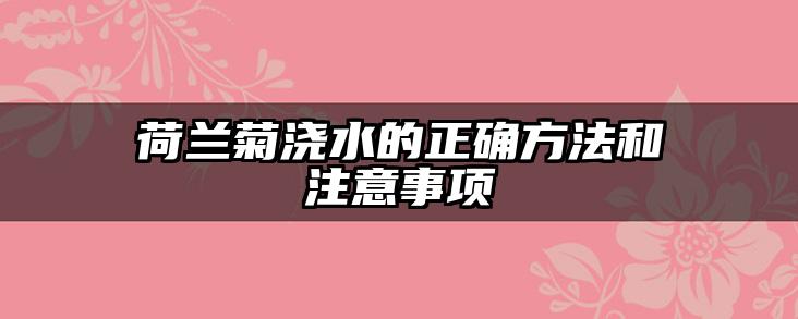 荷兰菊浇水的正确方法和注意事项