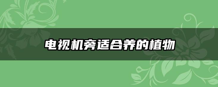 电视机旁适合养的植物