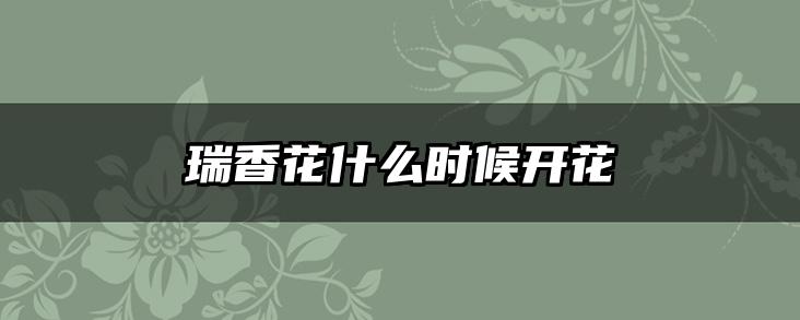 瑞香花什么时候开花