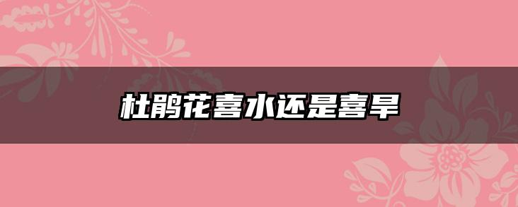 杜鹃花喜水还是喜旱