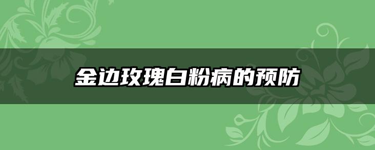 金边玫瑰白粉病的预防