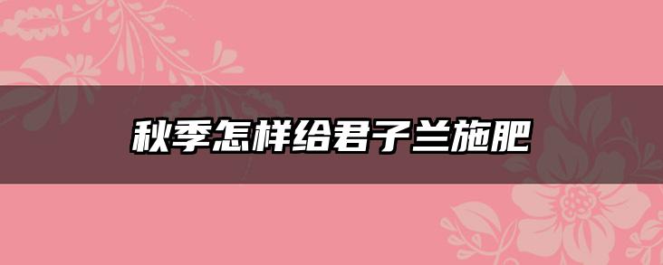 秋季怎样给君子兰施肥