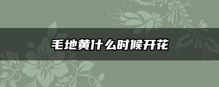 毛地黄什么时候开花