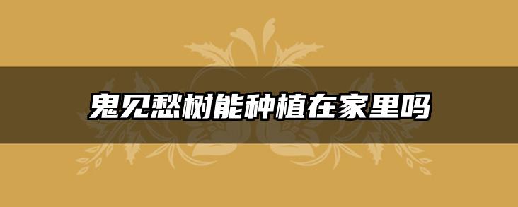 鬼见愁树能种植在家里吗
