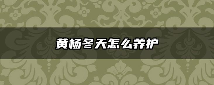 黄杨冬天怎么养护