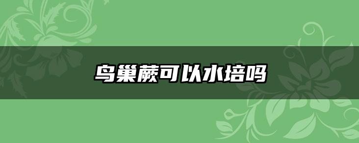 鸟巢蕨可以水培吗