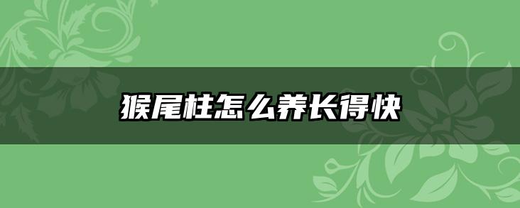猴尾柱怎么养长得快