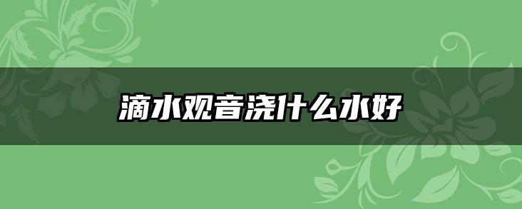 滴水观音浇什么水好