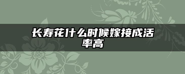 长寿花什么时候嫁接成活率高