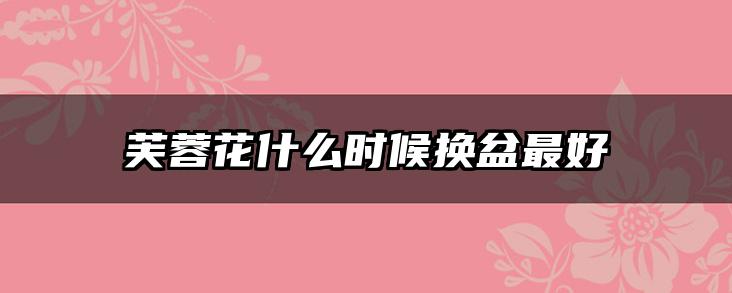 芙蓉花什么时候换盆最好