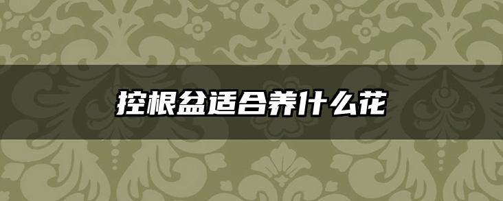 控根盆适合养什么花