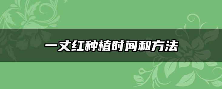 一丈红种植时间和方法