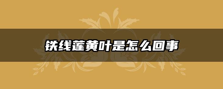 铁线莲黄叶是怎么回事