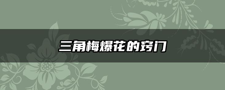三角梅爆花的窍门