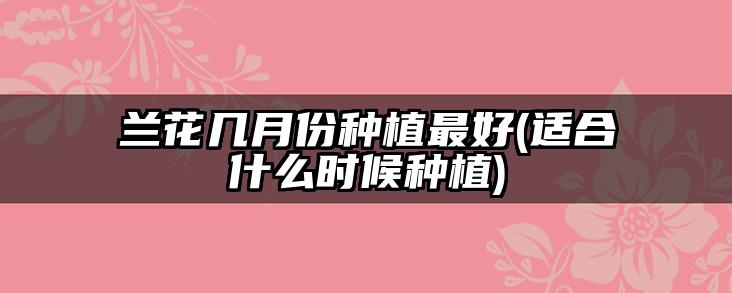 兰花几月份种植最好(适合什么时候种植)