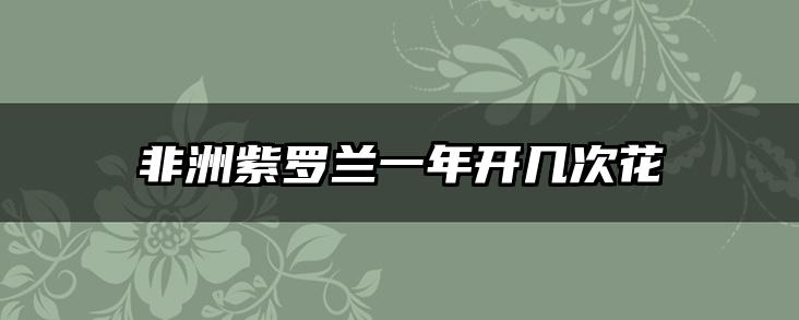 非洲紫罗兰一年开几次花
