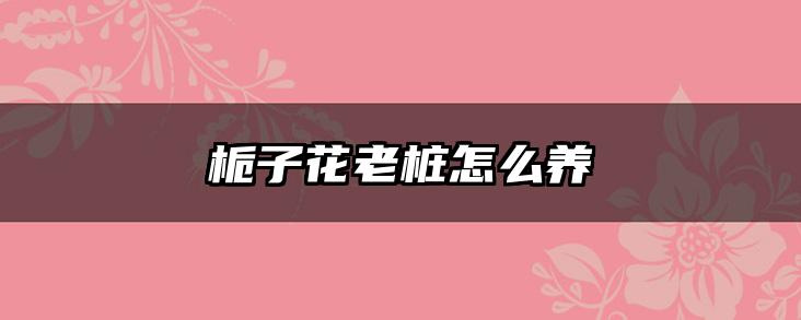 栀子花老桩怎么养