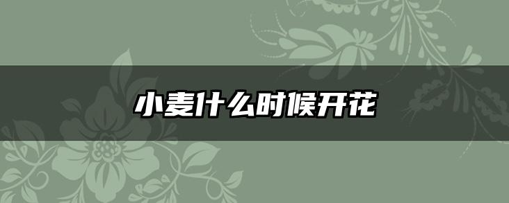 小麦什么时候开花