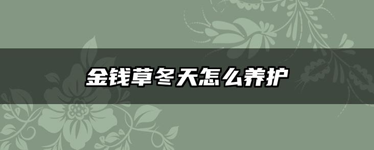金钱草冬天怎么养护