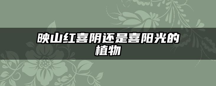 映山红喜阴还是喜阳光的植物