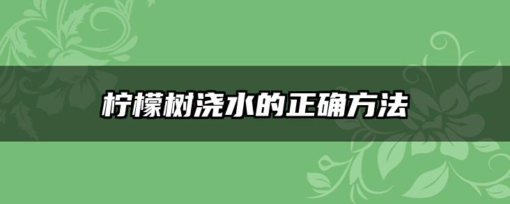 柠檬树浇水的正确方法