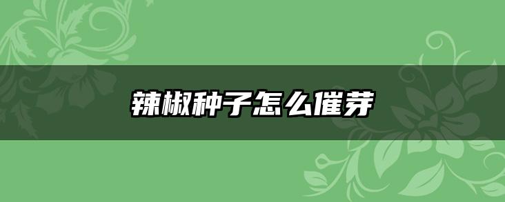 辣椒种子怎么催芽