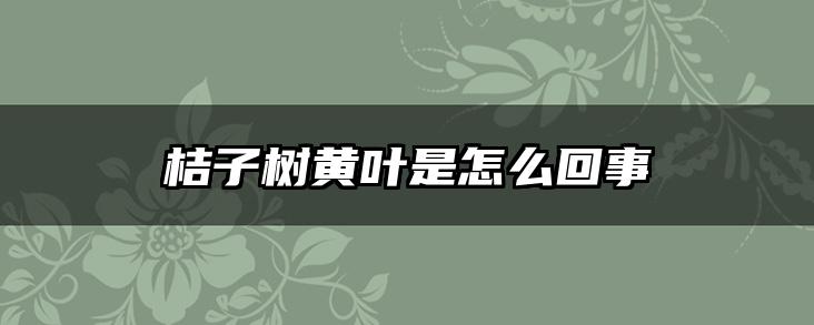 桔子树黄叶是怎么回事