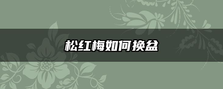 松红梅如何换盆