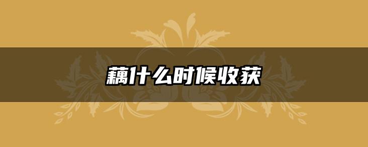 藕什么时候收获