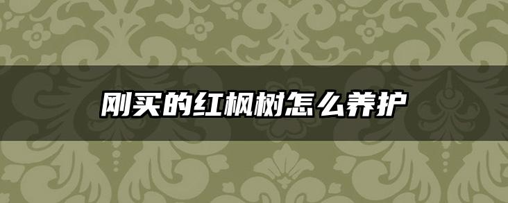 刚买的红枫树怎么养护