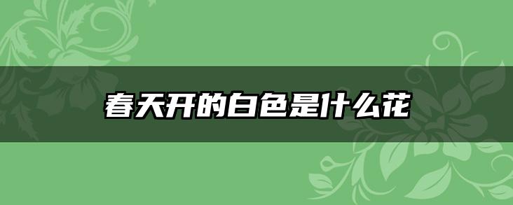 春天开的白色是什么花