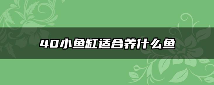 40小鱼缸适合养什么鱼