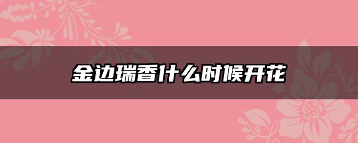 金边瑞香什么时候开花