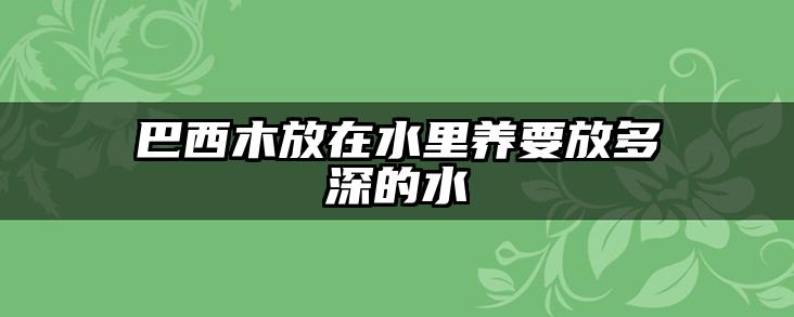 巴西木放在水里养要放多深的水