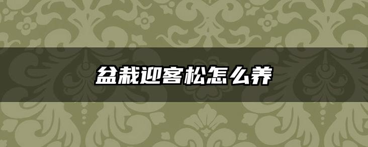 盆栽迎客松怎么养