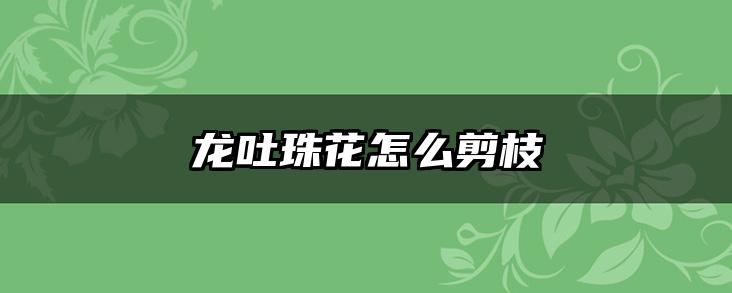 龙吐珠花怎么剪枝