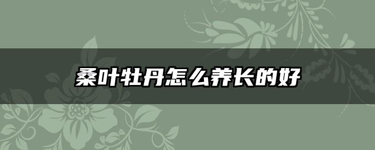 桑叶牡丹怎么养长的好