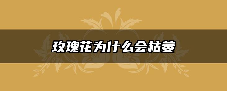 玫瑰花为什么会枯萎