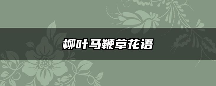 柳叶马鞭草花语