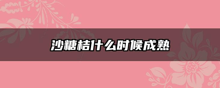 沙糖桔什么时候成熟