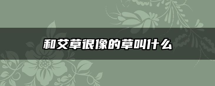 和艾草很像的草叫什么
