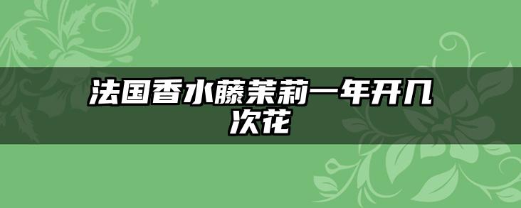 法国香水藤茉莉一年开几次花