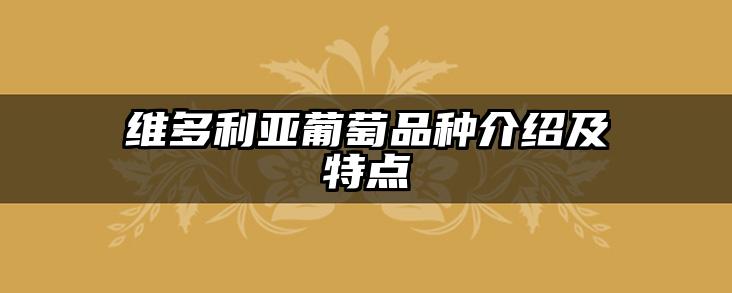 维多利亚葡萄品种介绍及特点