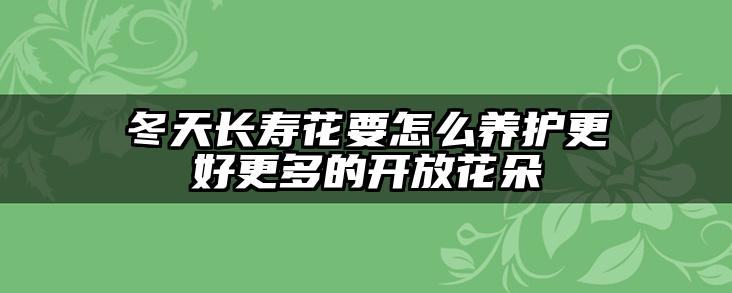 冬天长寿花要怎么养护更好更多的开放花朵