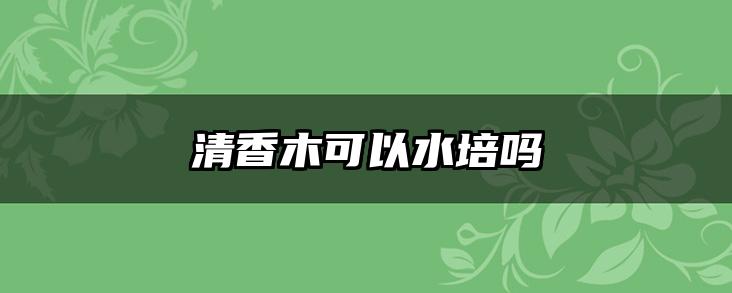 清香木可以水培吗