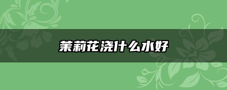 茉莉花浇什么水好
